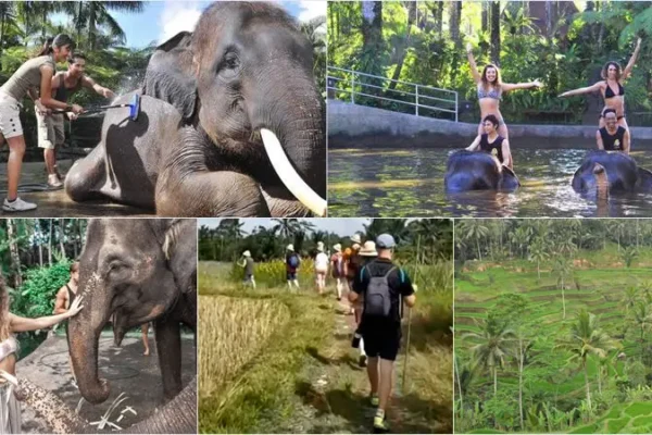 Mason Bathing Elephant + Rice Field Trekking