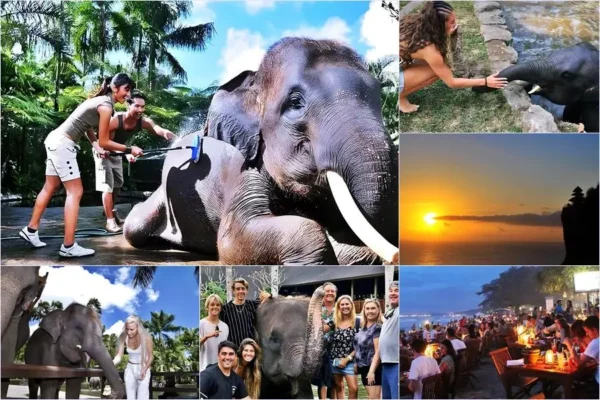 Mason Bathing Elephant + Uluwatu Dinner Tour