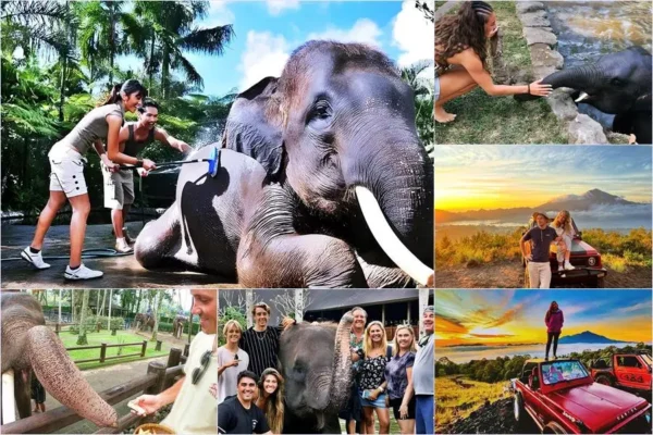 Mason Bathing Elephant + Sunrise Jeep Tour