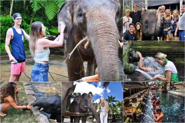 Mason Bathing Elephant + Purification Tour
