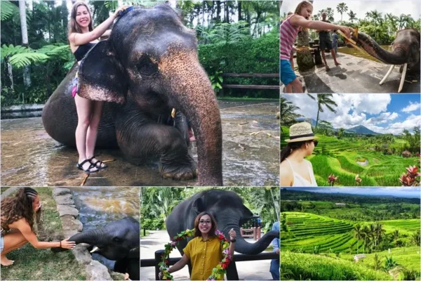 Mason Bathing Elephant + Jatiluwih World Heritage Tour