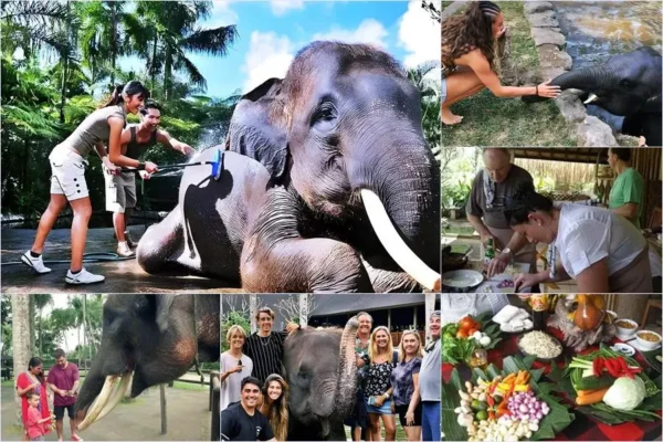 Mason Bathing Elephant + Cooking Class Tour