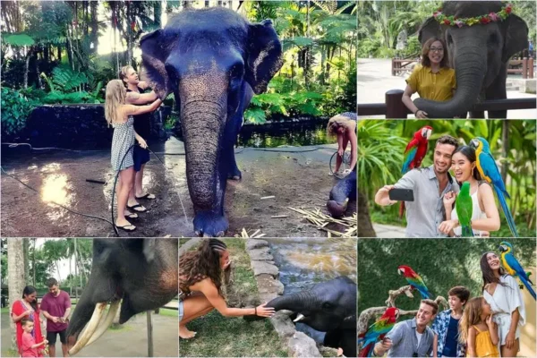 Mason Bathing Elephant + Bali Bird Park