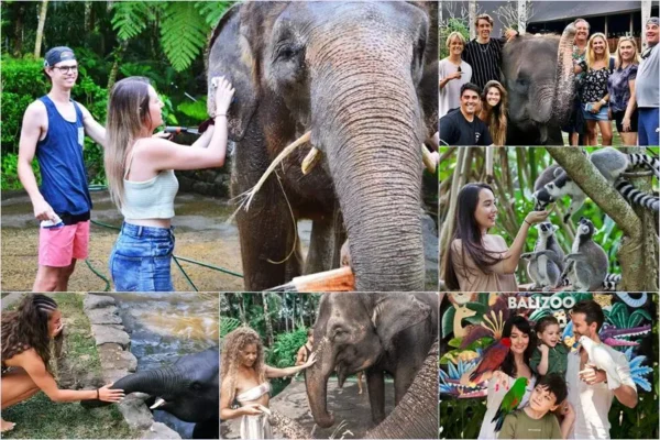 Mason Bathing Elephant + Bali Zoo