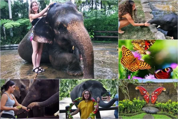 Mason Bathing Elephant + Bali Butterfly Park