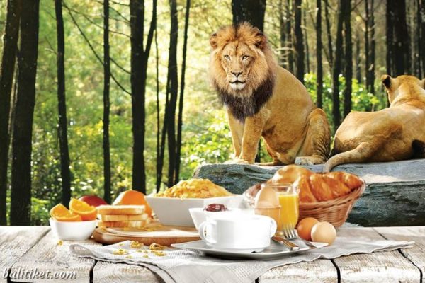 Breakfast with Lion Package - Bali Safari Park