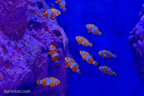 Clownfish Package - Marine Safari Bali