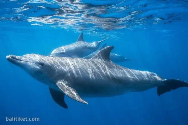 Dolphin (VIP Package) - Marine Safari Bali