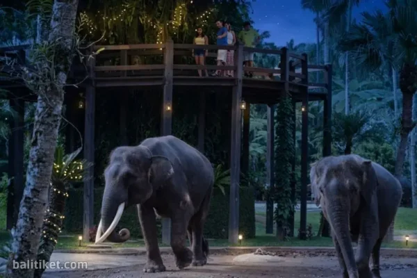 Sunset Elephant Tour with Dinner