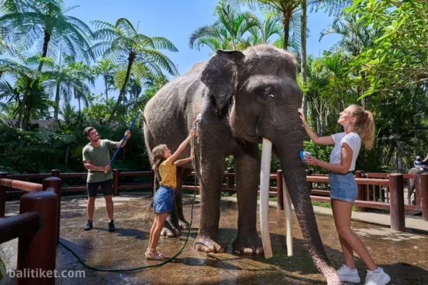 Breakfast & Bathing The Elephant
