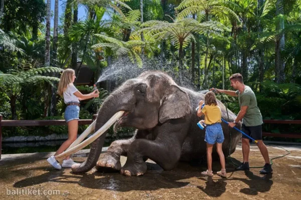 [Promo] Jumbo Wash The Elephant (Own Transport)