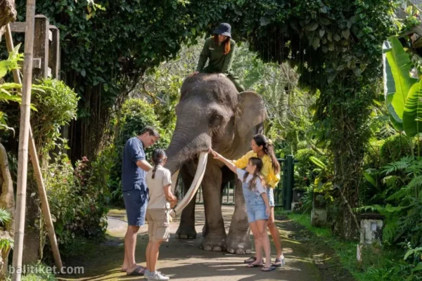 Elephant Wellness Walk (Own Transport)