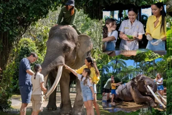 Elephant Wellness Walk + Jumbo Wash (Own Transport)
