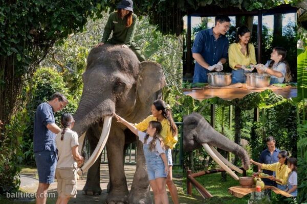 Elephant Wellness Walk + Picnic (Own Transport)