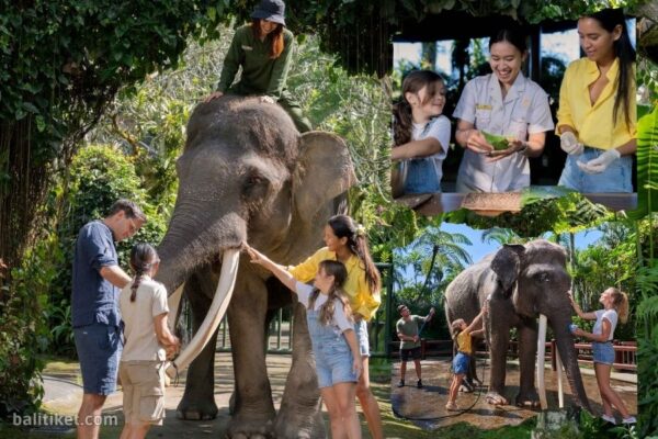 Elephant Wellness Walk + Wash & Bathe (Own Transport)