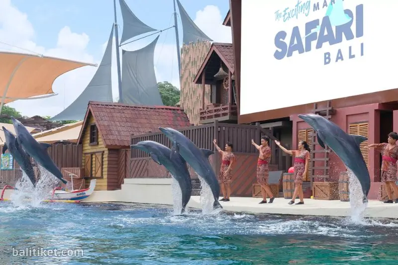 Sea Lion Package - Marine Safari Bali - Image 3