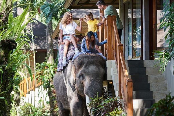 Mason Elephant Experience