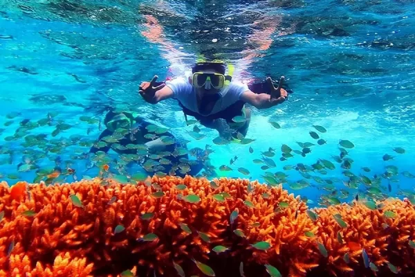 Menjangan Snorkeling Tour