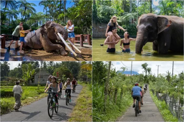 Morning Wash & Bathe Elephant (Breakfast) + Mountain Cycling