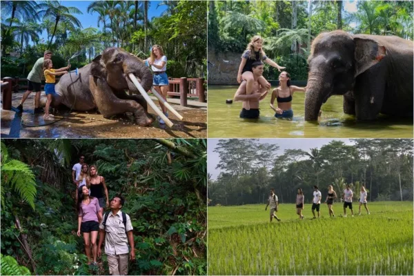 Morning Wash & Bathe Elephant (Breakfast) + Tropical Trekking