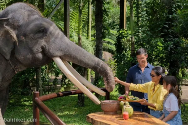 [Promo] Picnic with an Elephant (Own Transport)