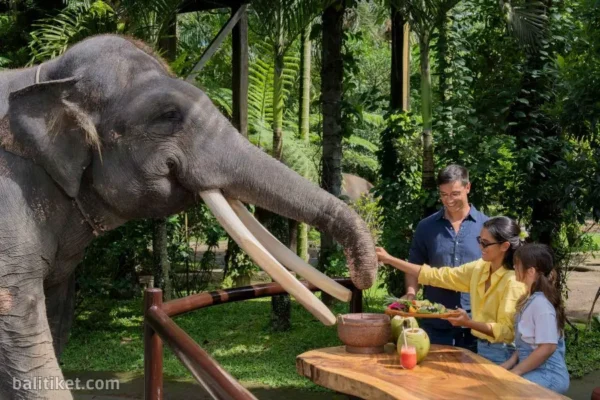 Picnic with an Elephant Tour Bali