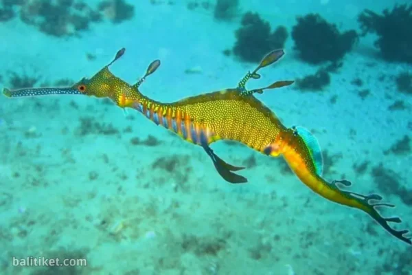 Sea Dragon Package - Marine Safari Bali