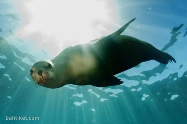 Sea Lion Package (Bundling)