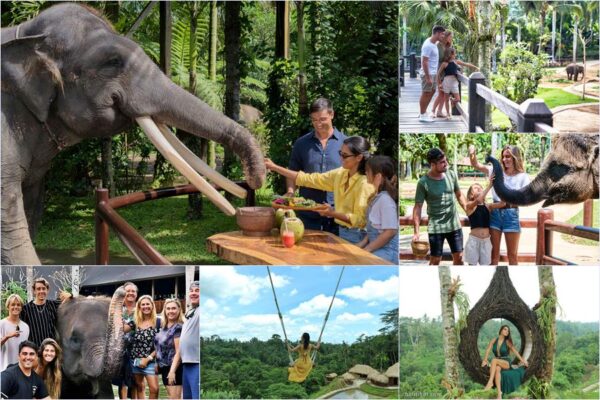 Elephant Picnic + Swing Ubud Tour