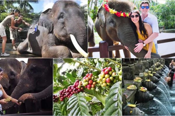 Hand Washing Elephant + Volcano Bali Tour