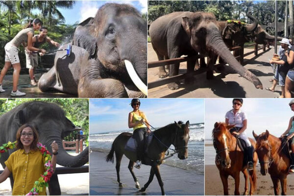 Hand Washing The Elephant + Horse Ride Tour