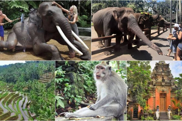 Hand Washing The Elephant + Ubud Center Tour