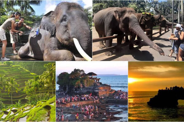 Hand Washing The Elephant + Tanah Lot Tour