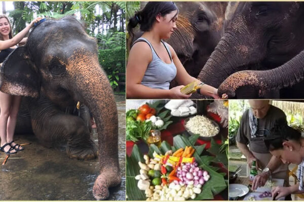 Hand Washing The Elephant + Cooking Class Tour
