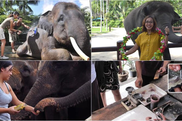 Hand Washing The Elephant + Silver Class Tour