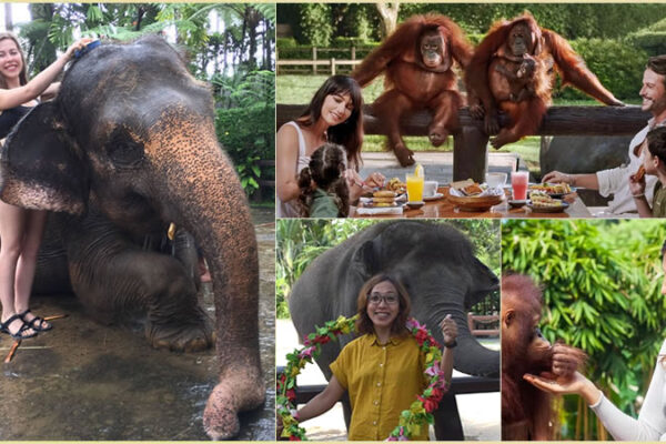Hand Washing The Elephant + Breakfast with Orangutan