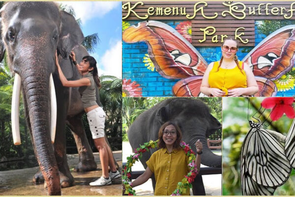 Hand Washing The Elephant + Bali Butterfly Park