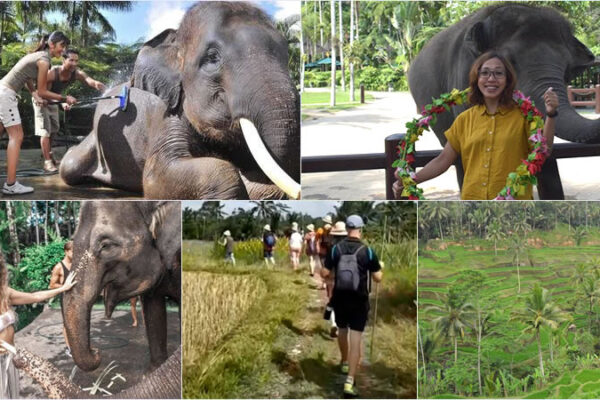 Hand Washing The Elephant + Rice Field Trekking