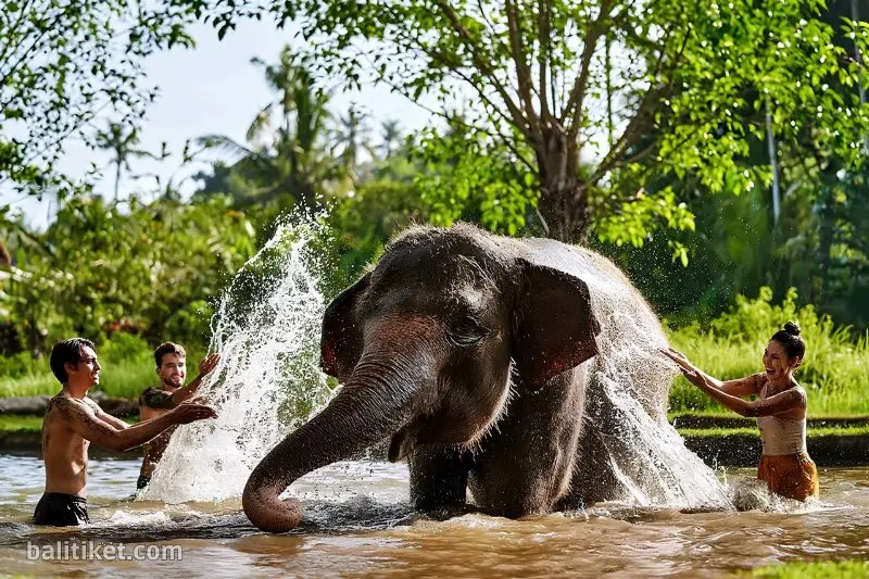 elephant mud fun 4