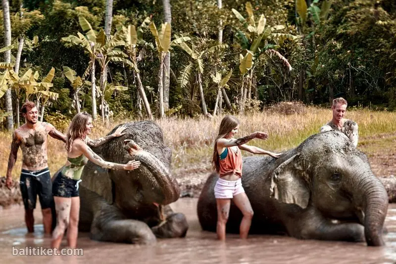 elephant mud fun 5