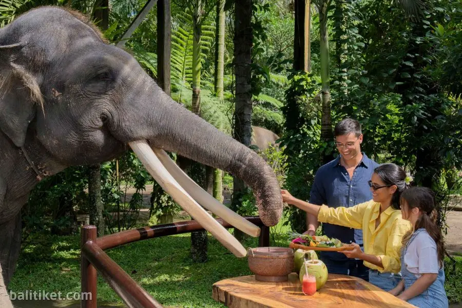 picnic with elephant 2